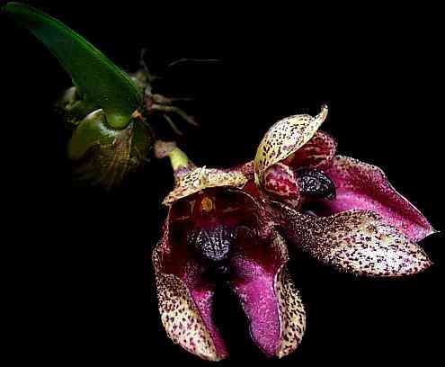 Bulbophyllum frostii 